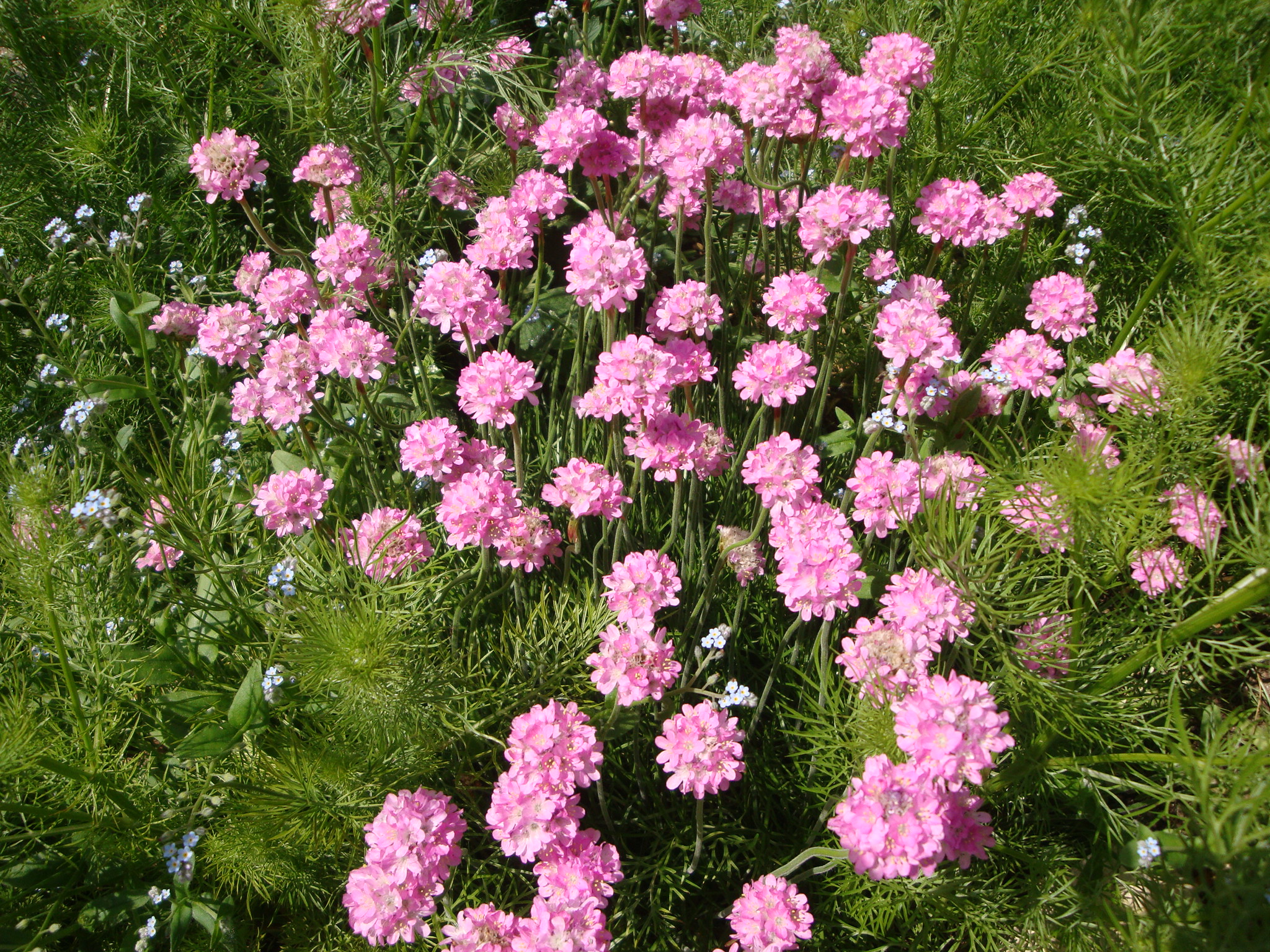 Armeria Maritima ou Gazon d Espagne Rouge Avril Mai