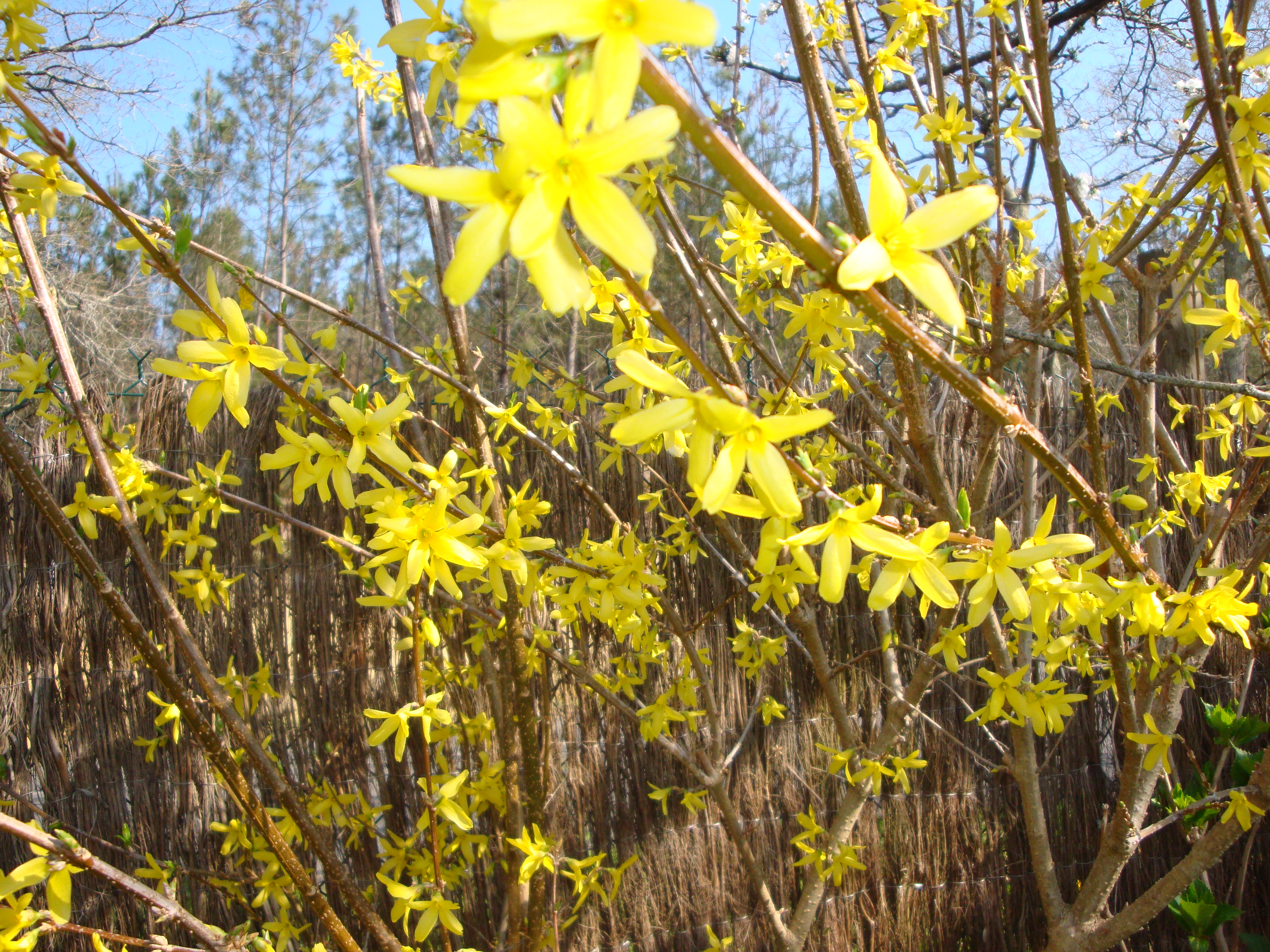 Forsythia Mars Avril