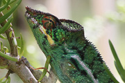 Cameleon 16