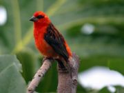 Cardinal