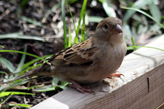 Moineau 03