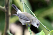Oiseau blanc 03 1 