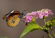 Petit monarque 01