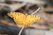 Phalanta aethiopica 01