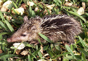 Tangue