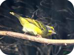 Serin