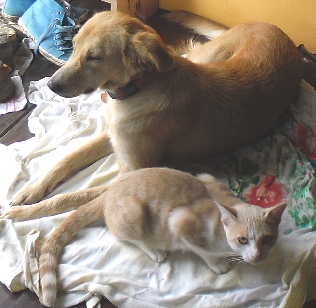 Chien chat