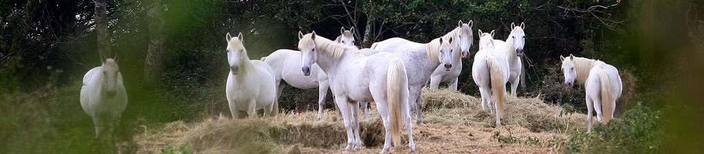 Chevaux en camargue