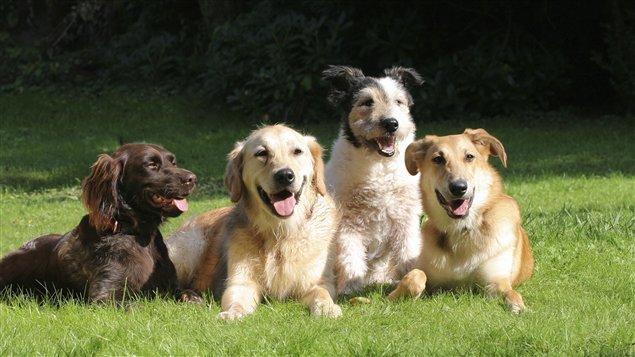 IS 130531 k31lo rci chiens a sn635
