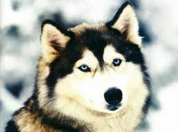 Images15