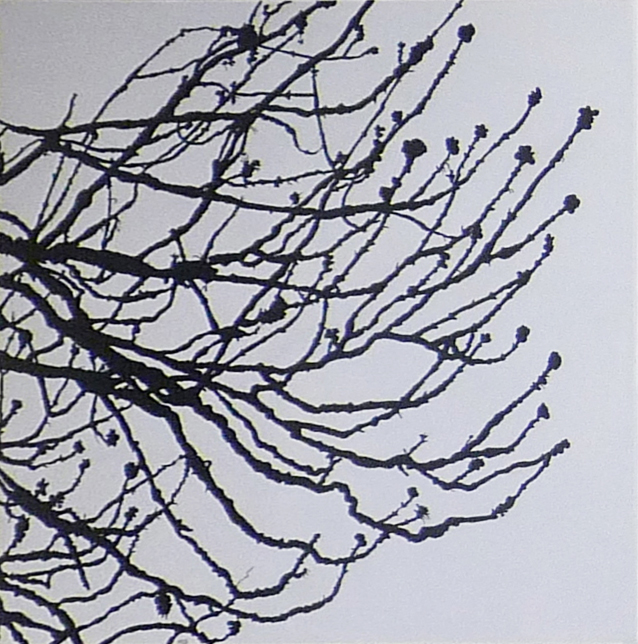 Branches 2013 copie