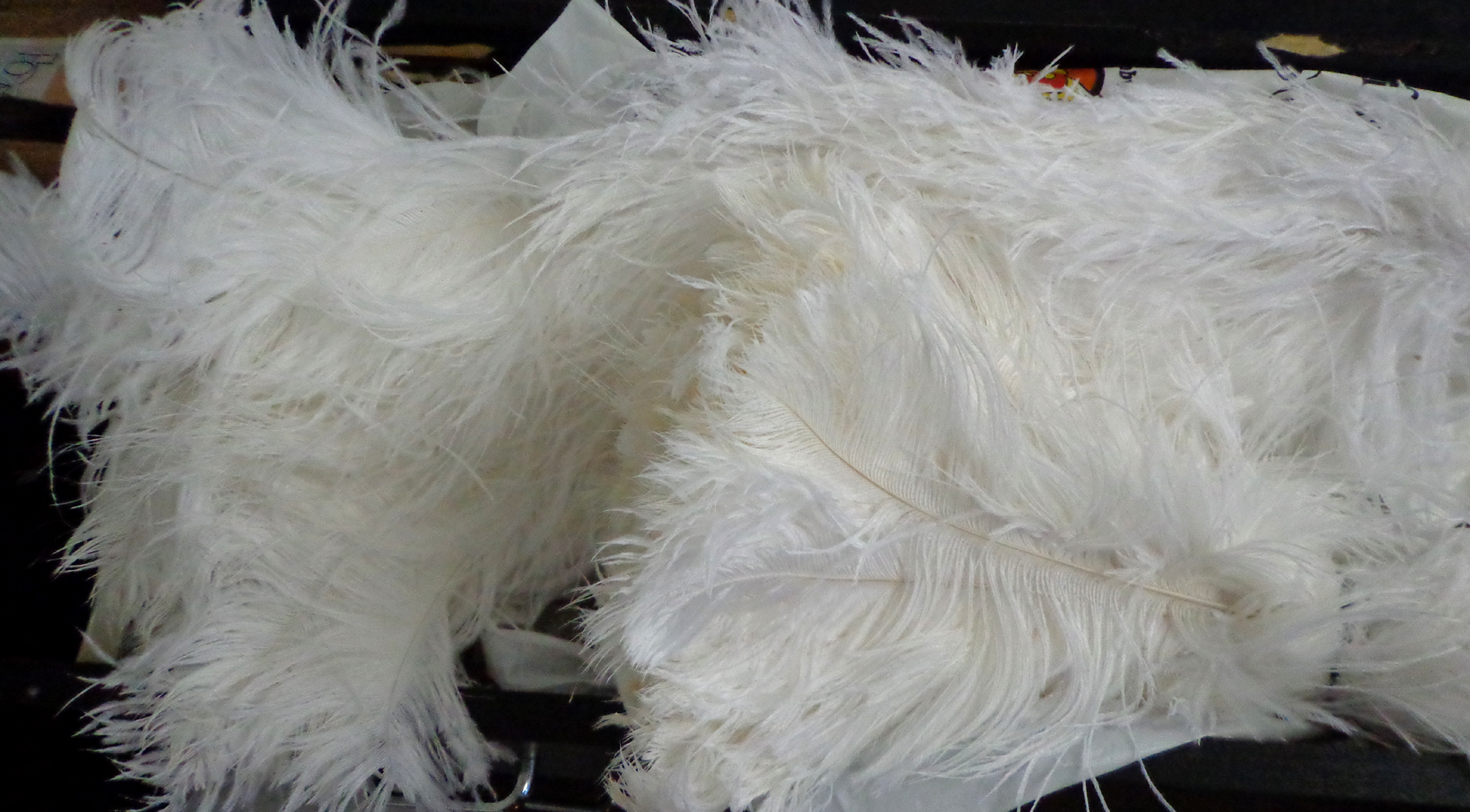 Plumes autruche