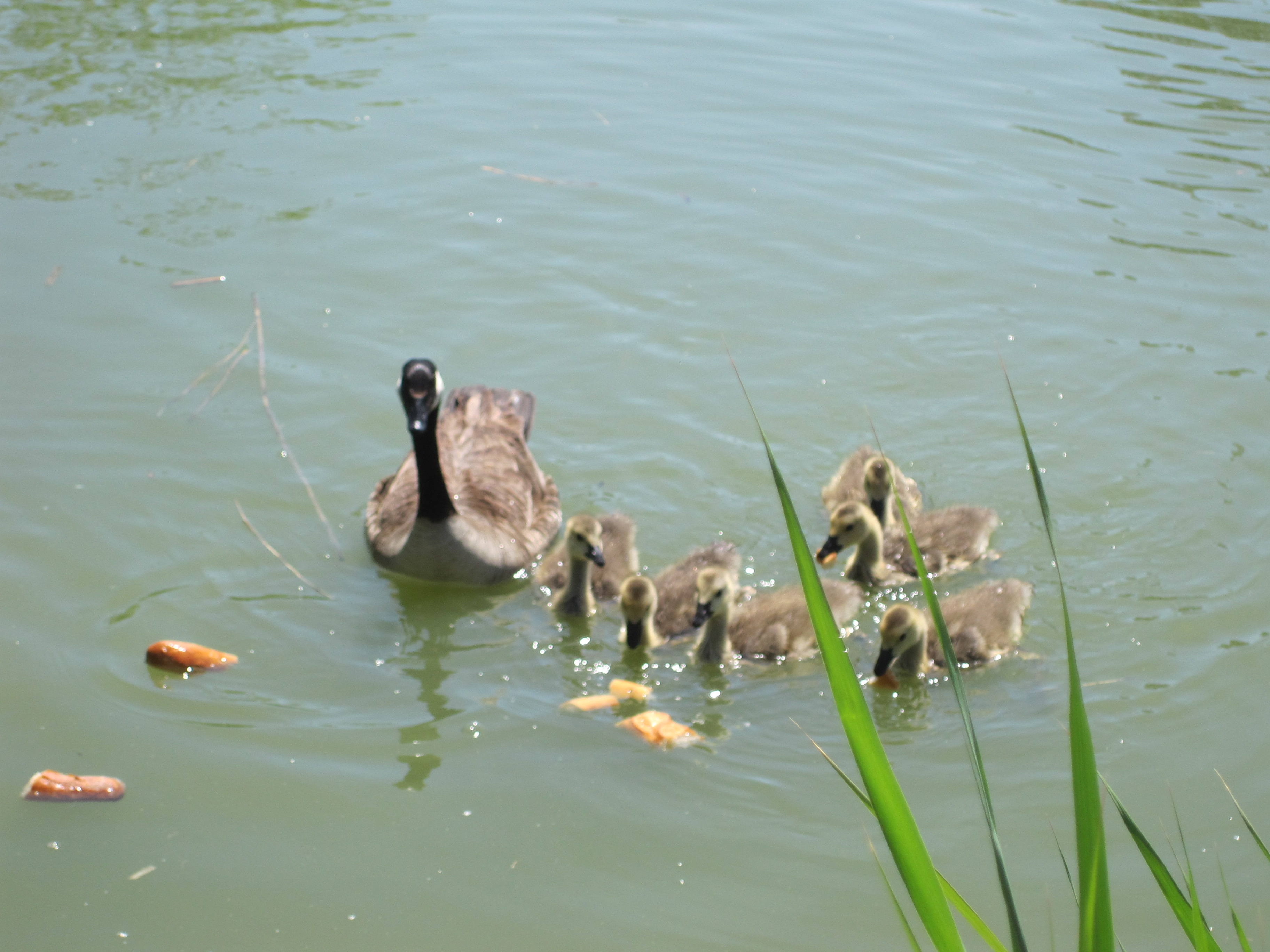 Etang