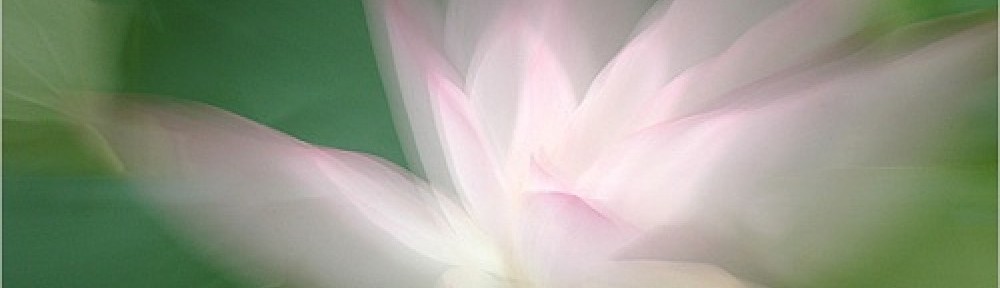 Cropped lotus 60 1000x288