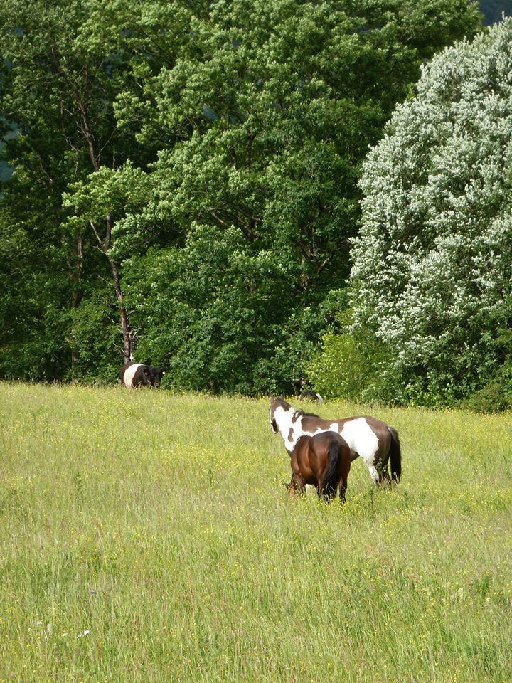 Baldrock Ranch "Galloway" "Paint-horse" 