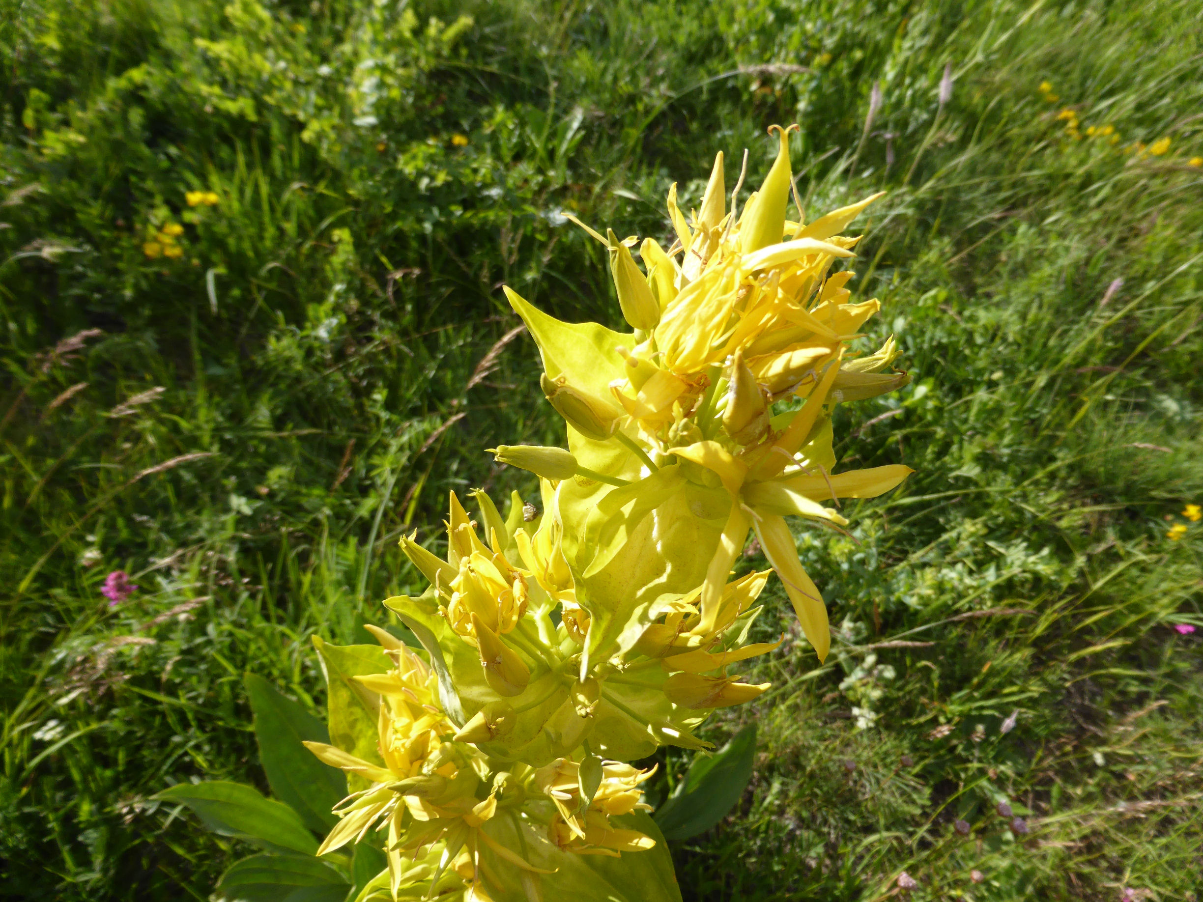 Fleur de gentiane