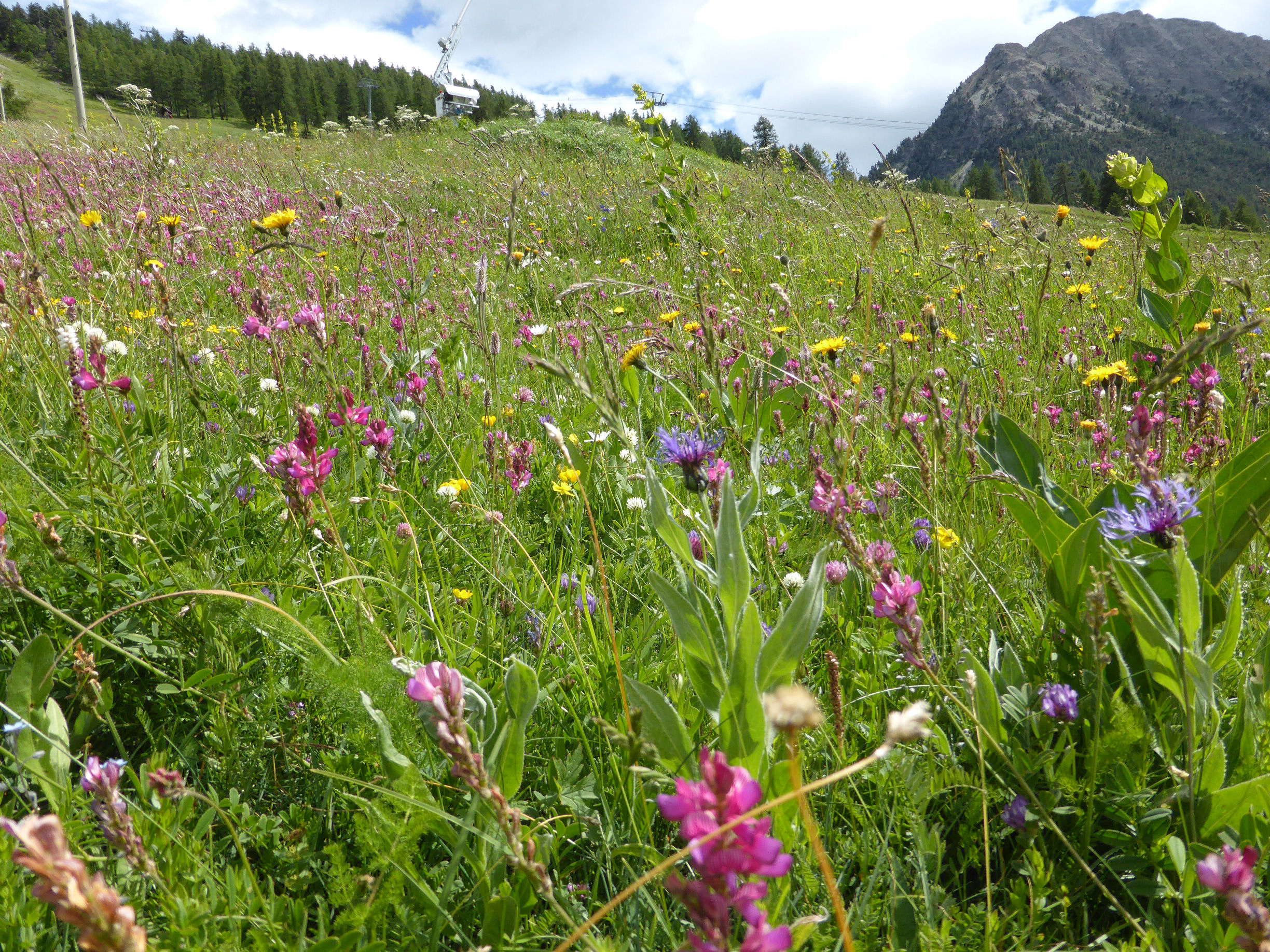 Floraison estivale encore 