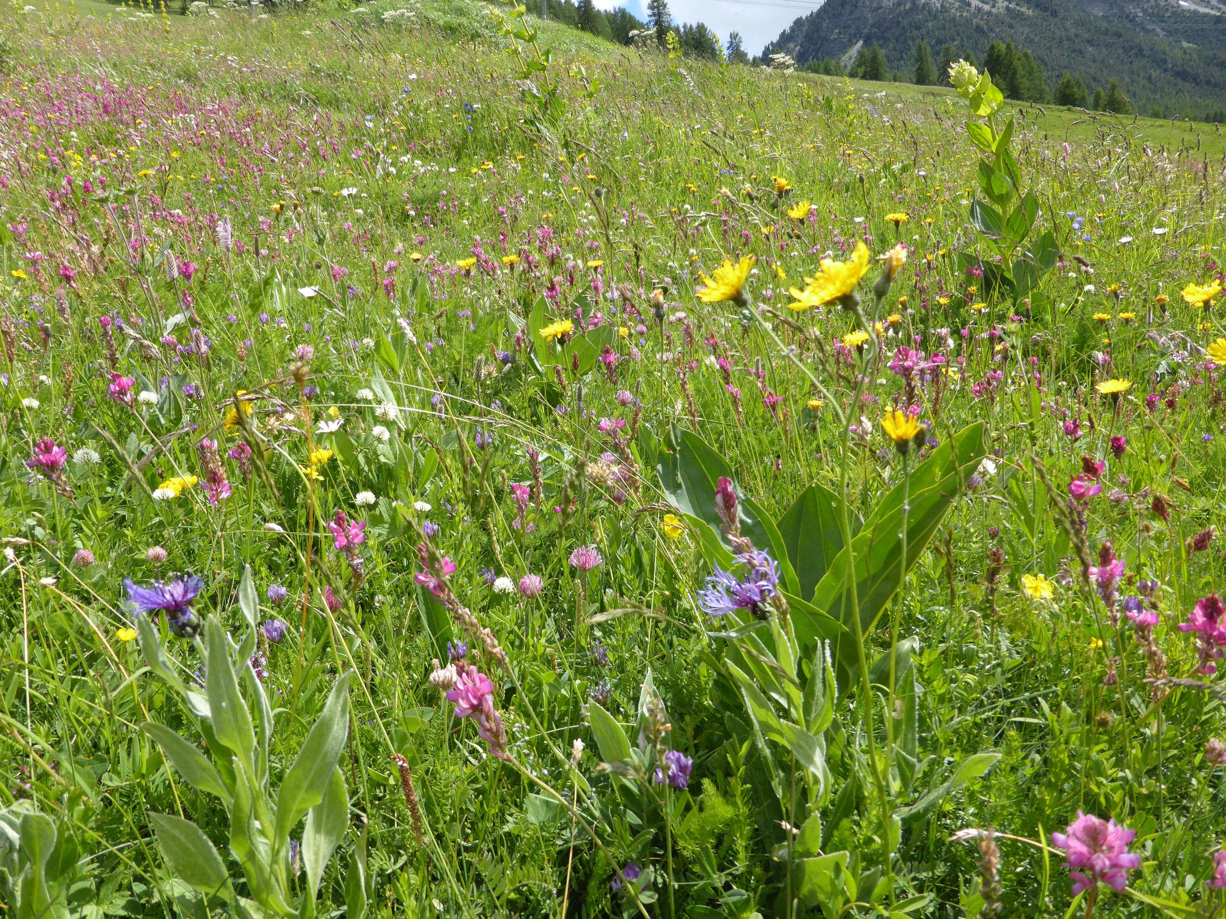 Floraison estivale