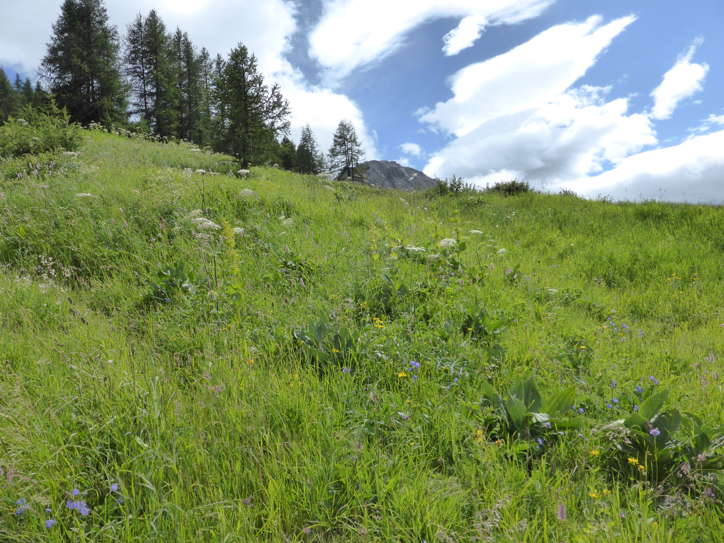 Sur les chemins de randonnee