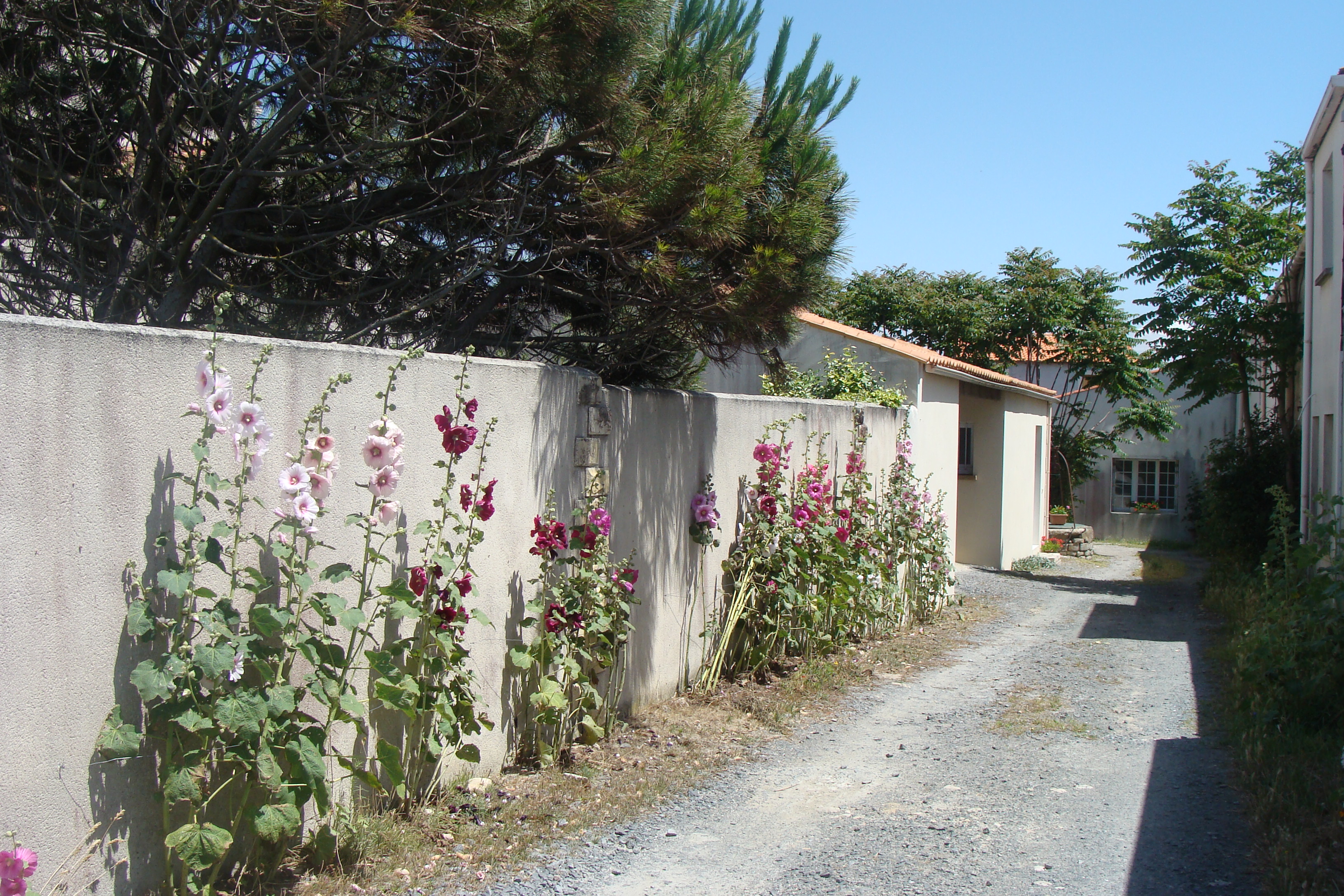 Allee