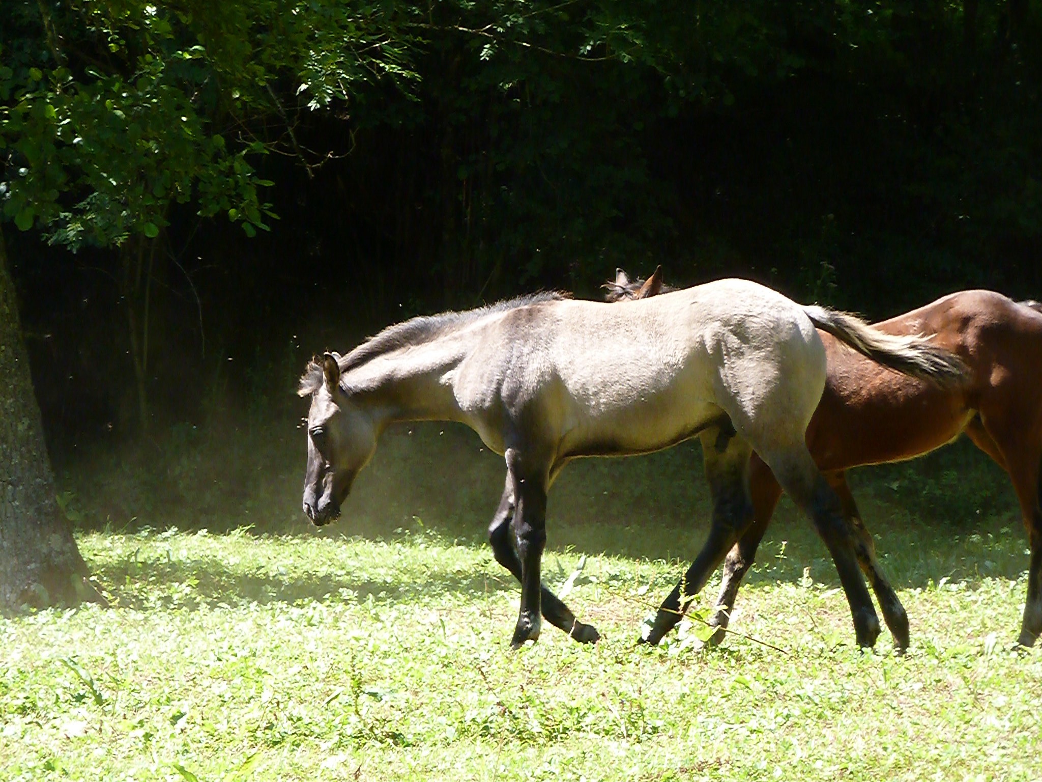 "Grey Moon Dust" APHA / PAINT-HORSE / GRULLO / GRULLA / FONDATION / ranch / workingcow / reining / cutting / à vendre / for-sale / BALDROCK-RANCH / Franche-Comté / France