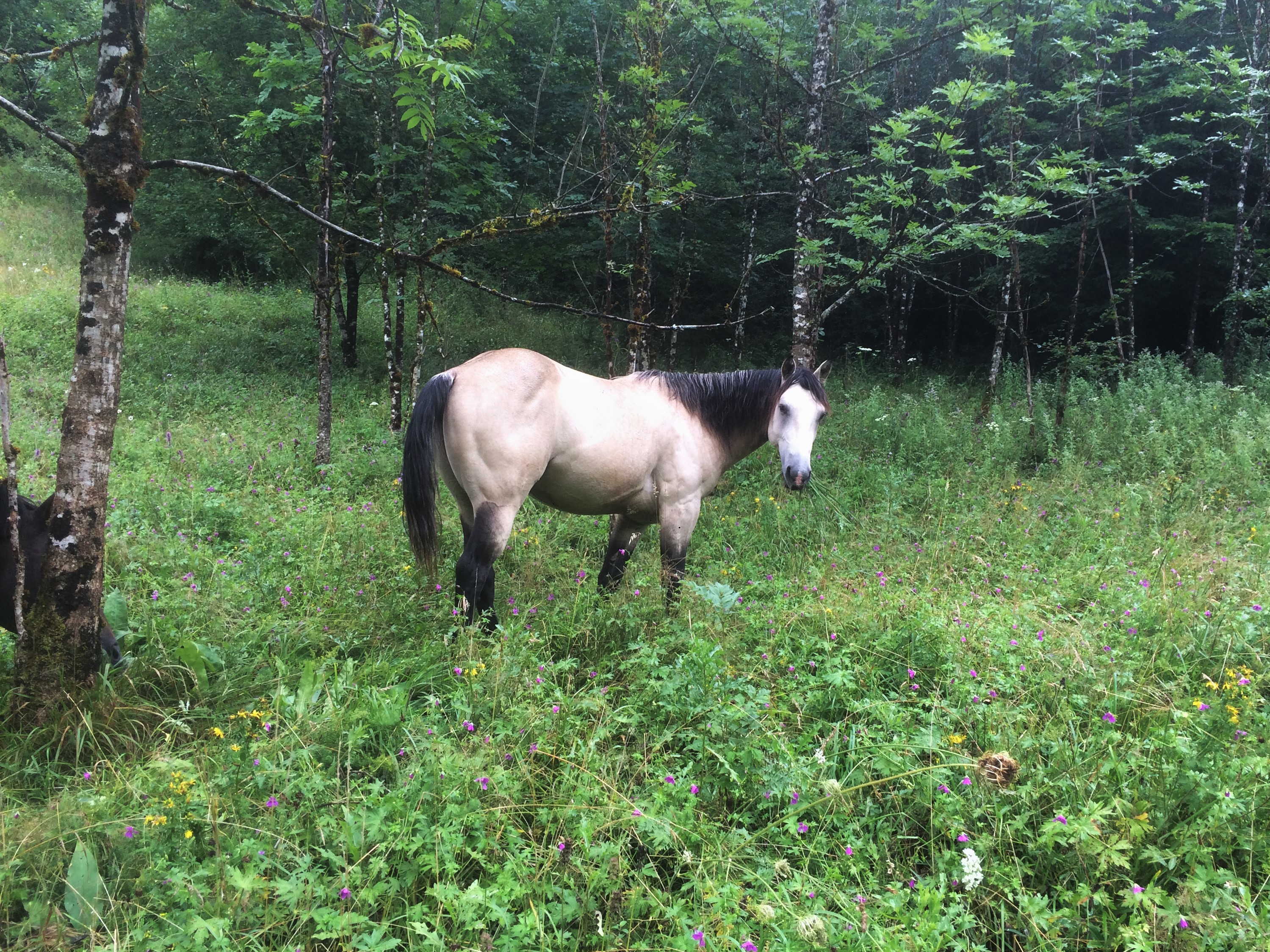 "FROZEN KING EYED" Quarter-horse fondation 88%. Buckskin. Stallion / étalon. Lignée de performance, ranch, reining, cutting, working-cow-horse / cowhorse : ranch-horse.
Baldrock-Ranch 
AQHA / NFQHA