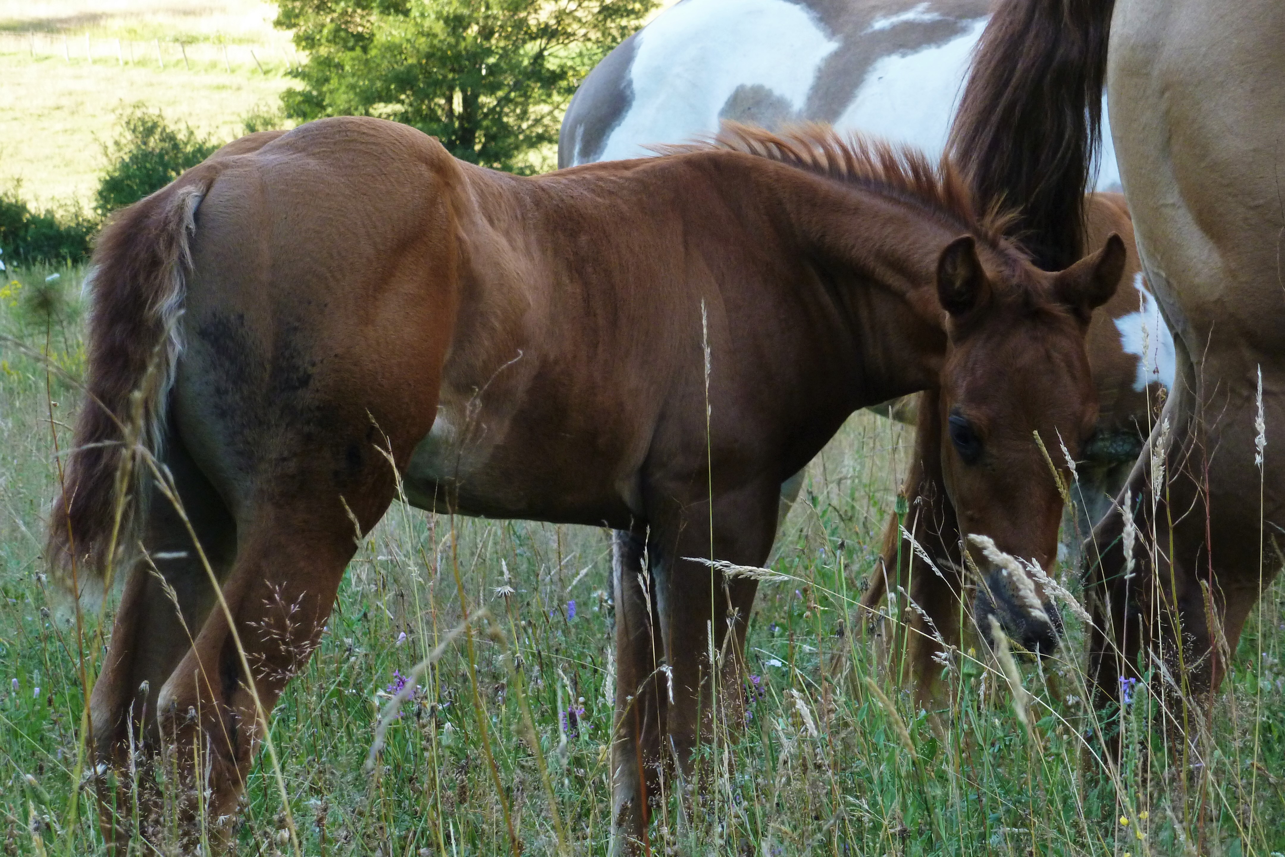 "MR JACK RED BAR" Quarter Fondation 88% NFQHA / ranch / Baldrock Ranch