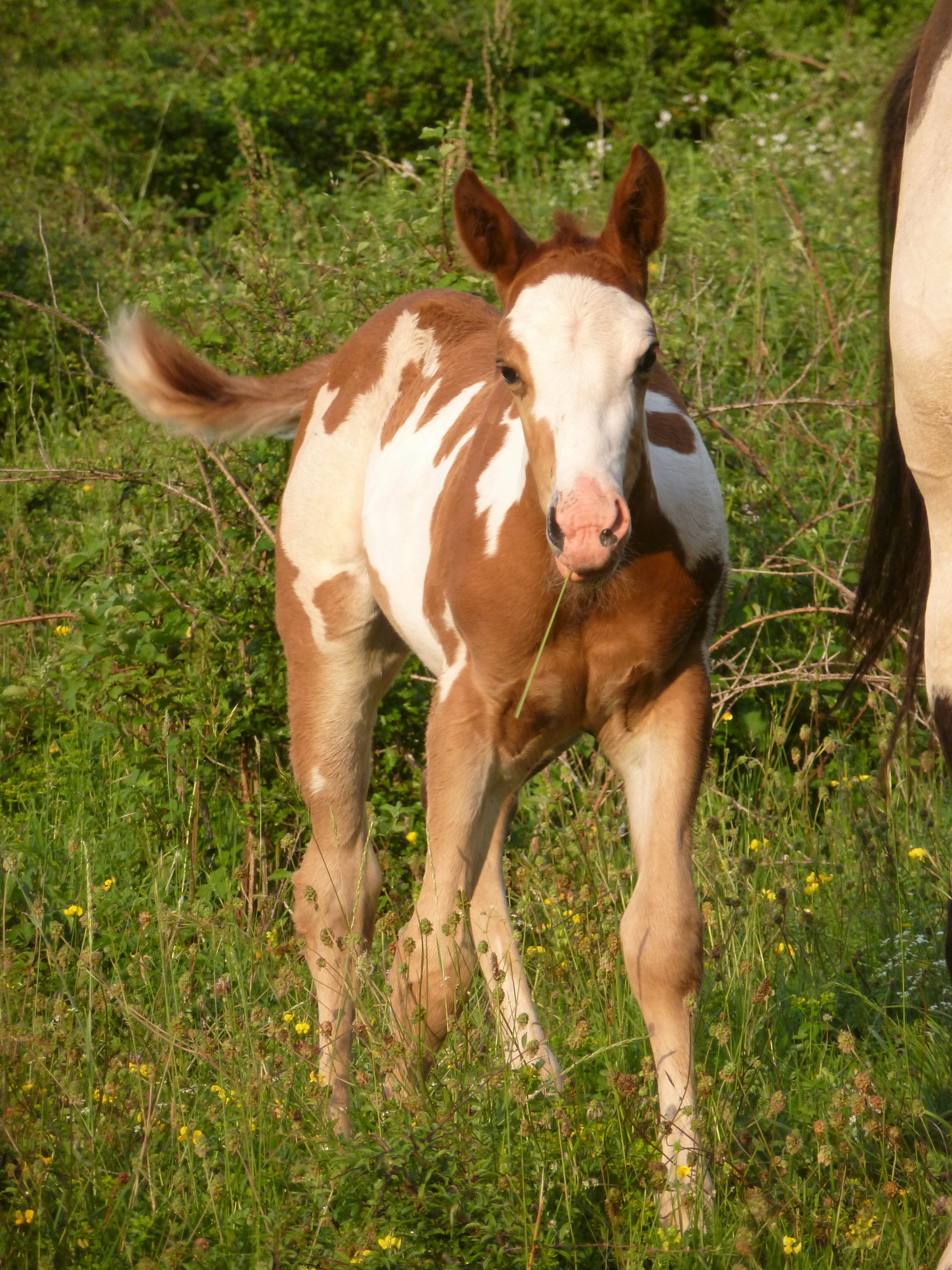 "JOE RED KING" Paint Horse / Foundation / Ranch / versatility / cowhorse / Baldrock Ranch / Franche Comté