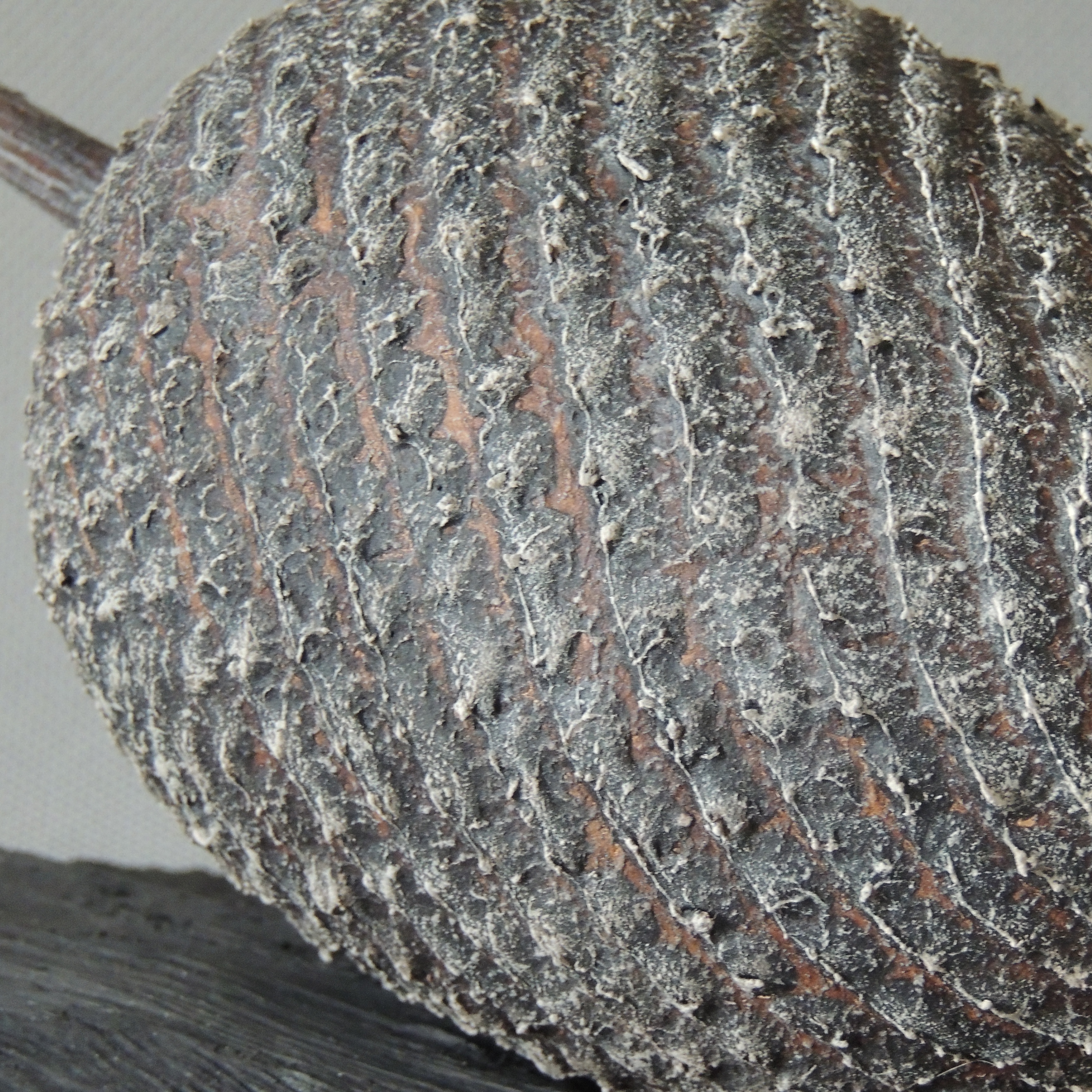 texture de la graine pigments et acrylique