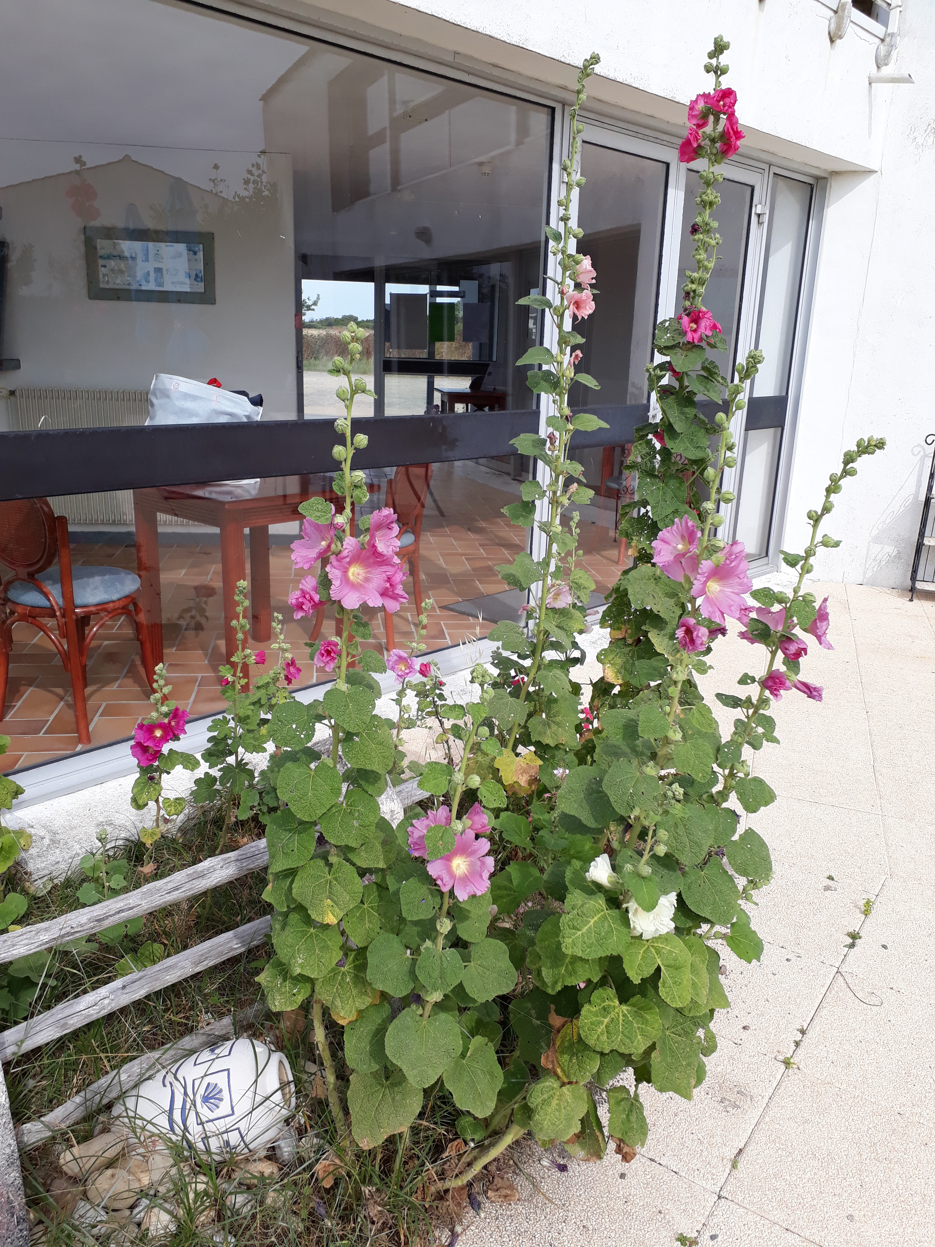 Rose trémière accès  parking