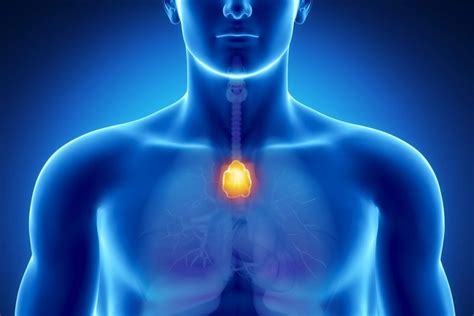 Le thymus c est la 