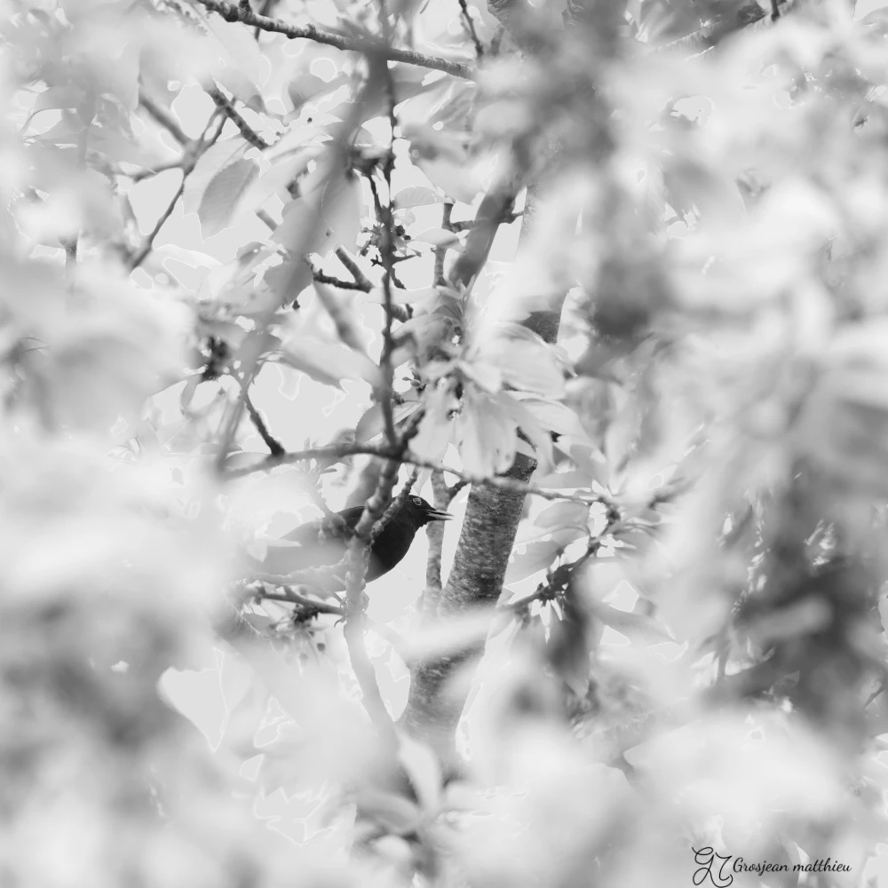 Oiseau perche dans les arbres 01