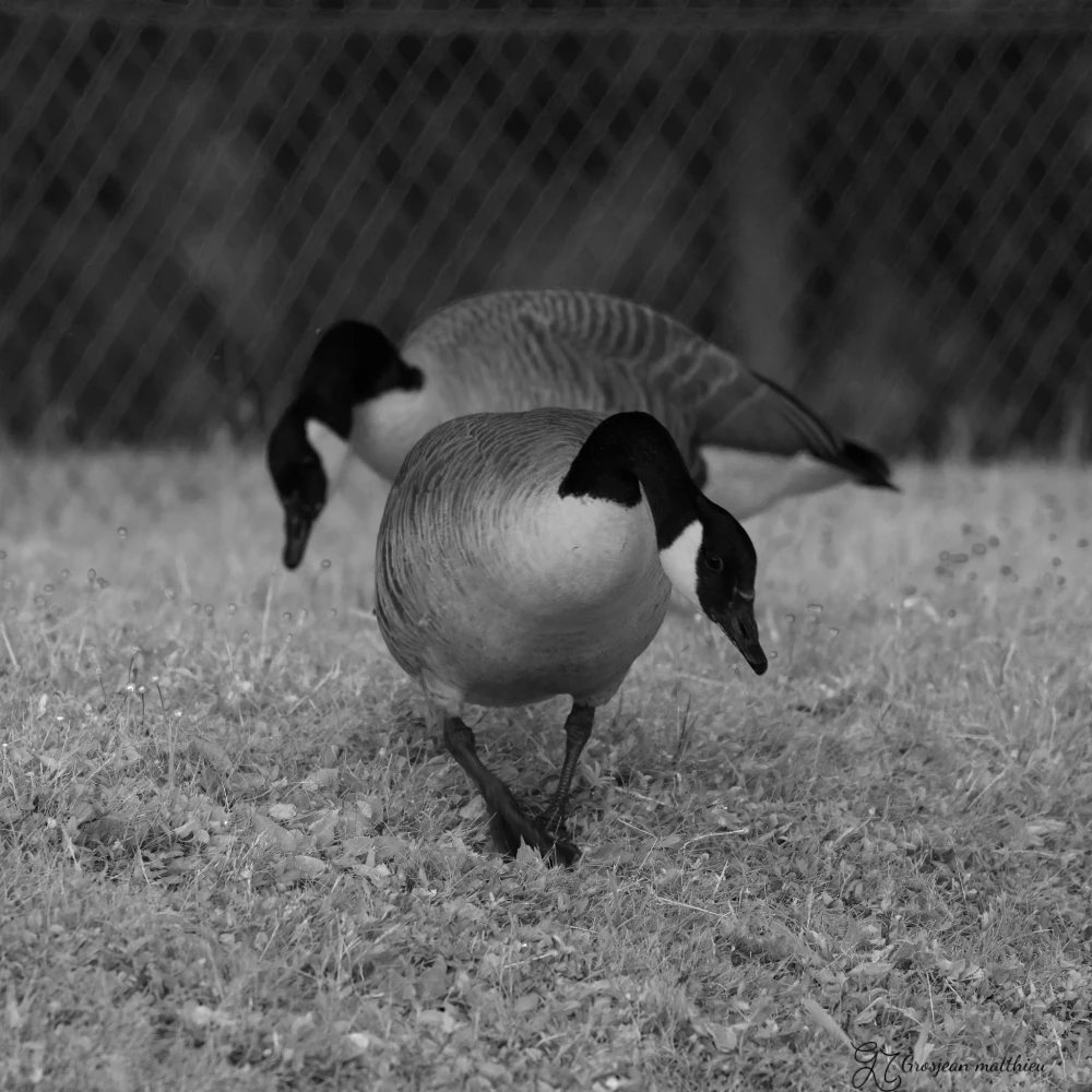 Balade en bord de seine 02