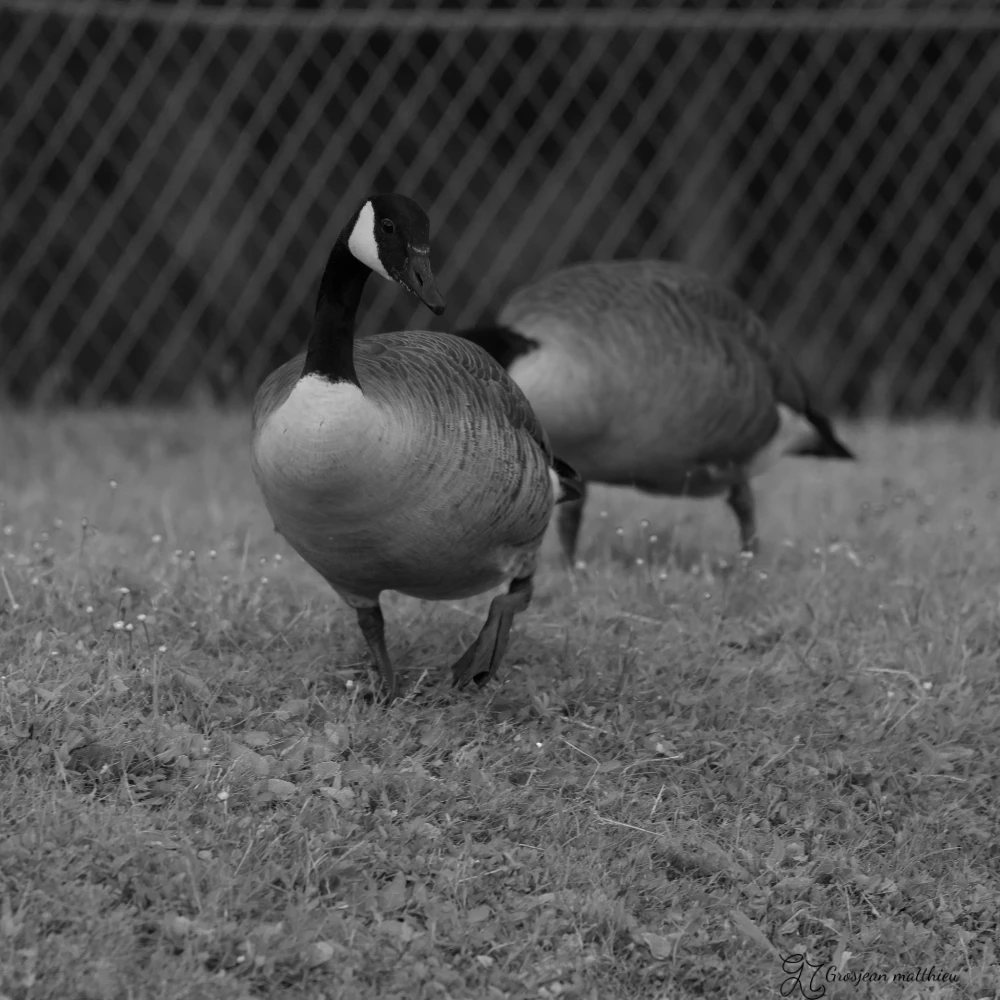 Balade en bord de seine 01