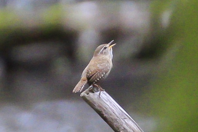 Troglodyte mignon zoom