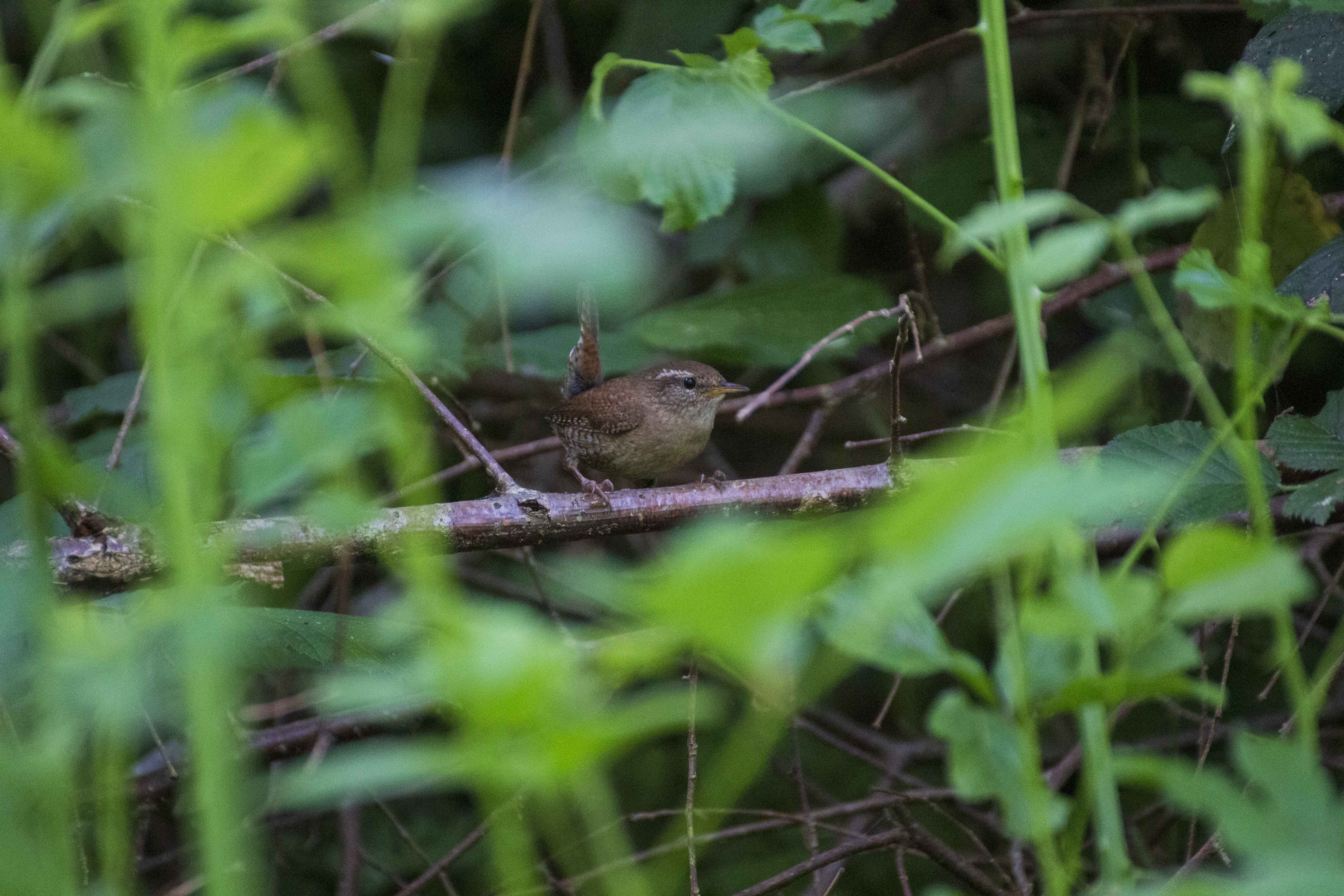 Troglodyte mignon 3