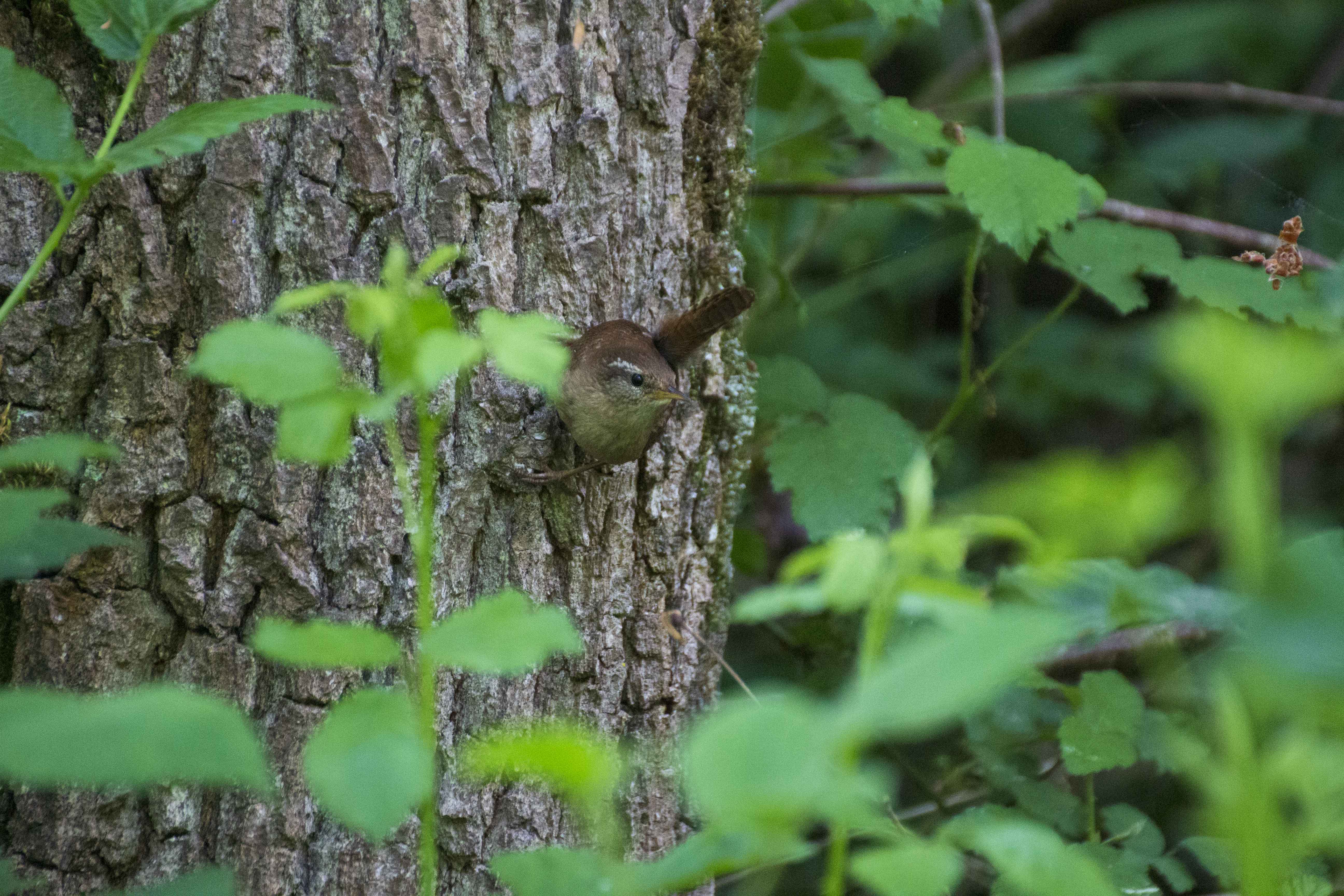 Troglodyte mignon 2