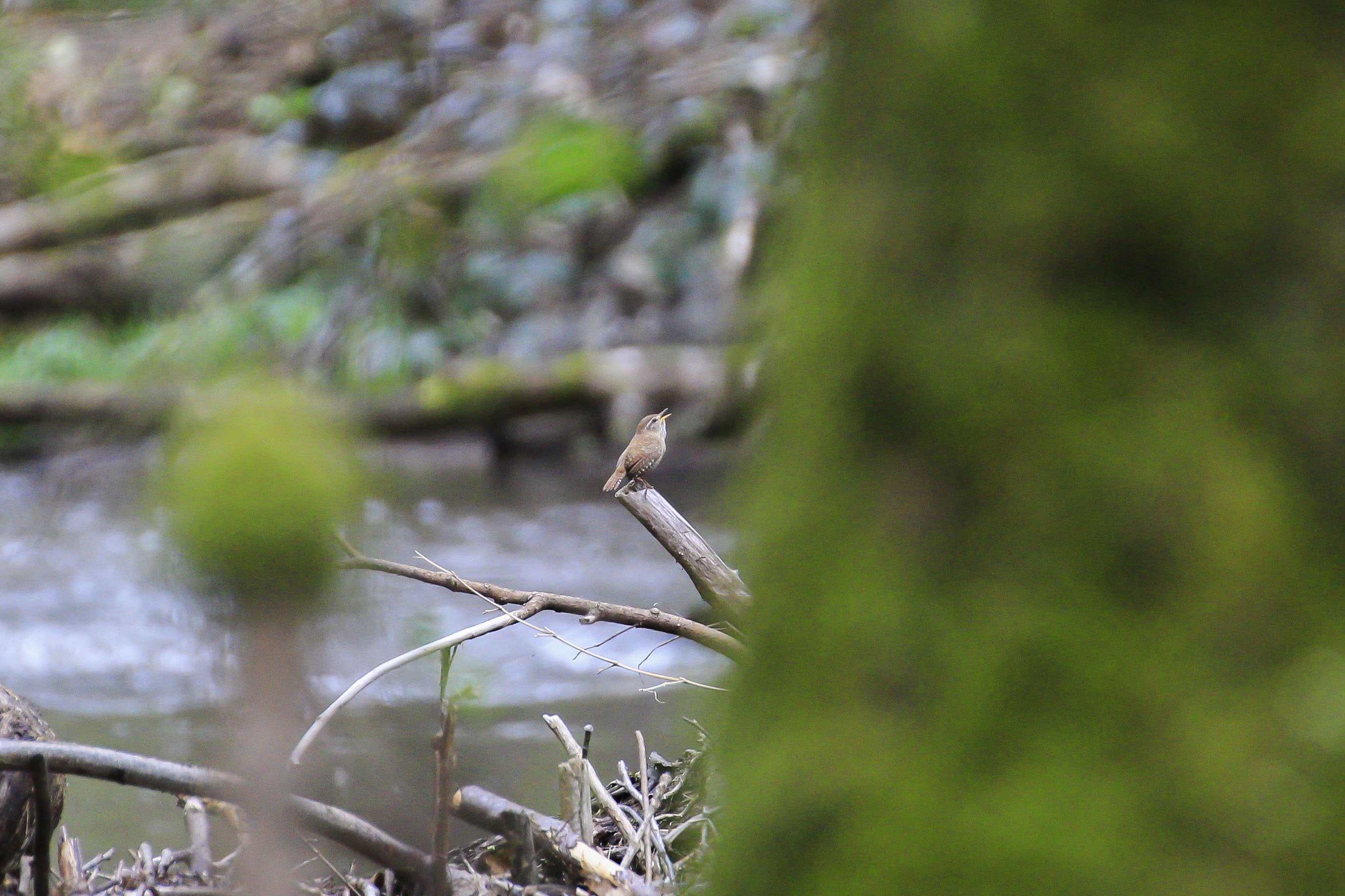 Troglodyte mignon 1
