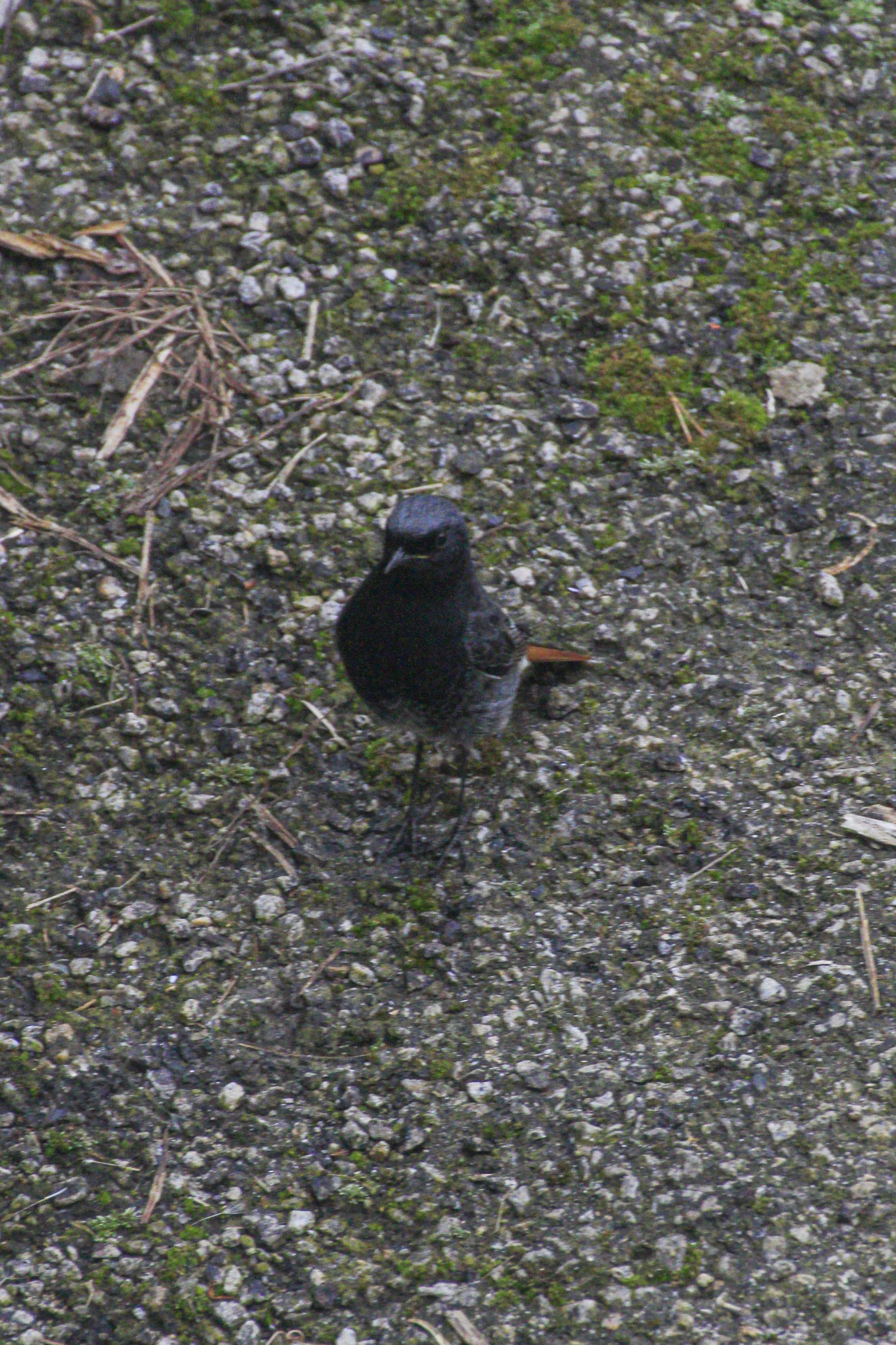 Rougequeue noir 1