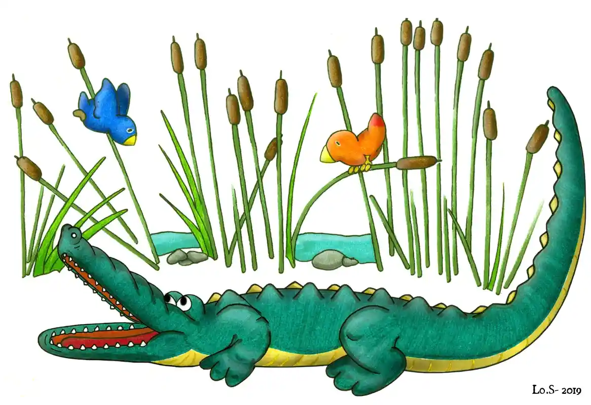 Crocodile c