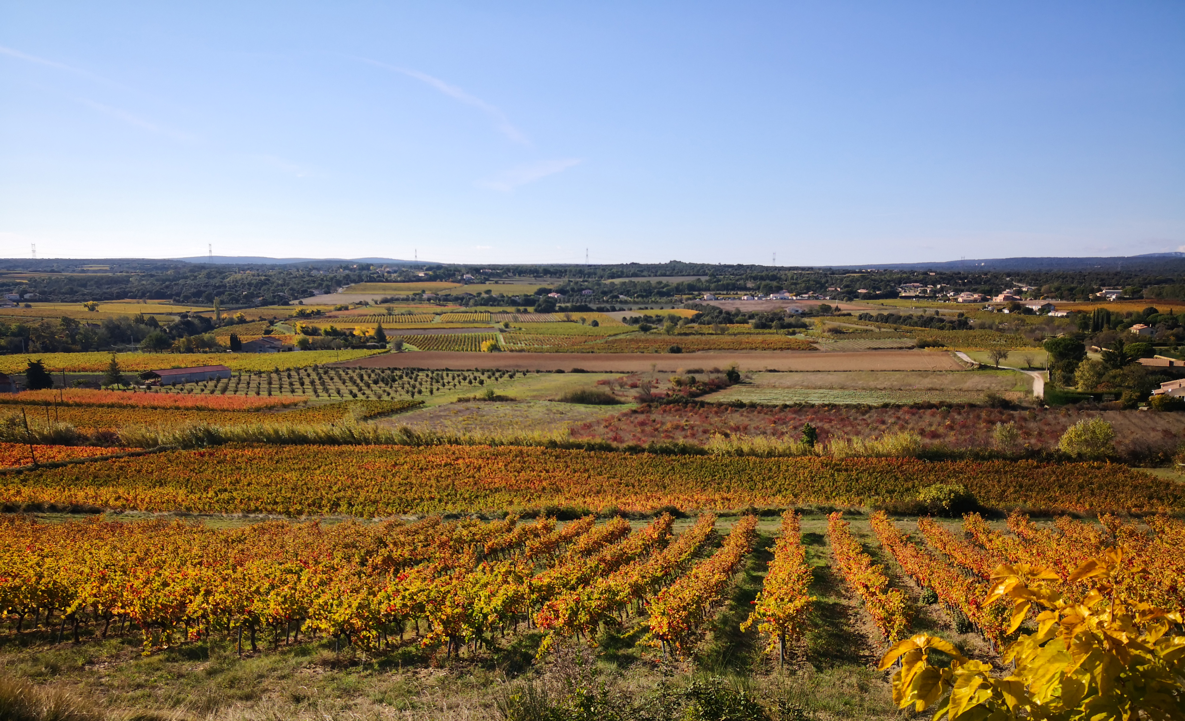 Vigne a l automne saint marcel anne trevet