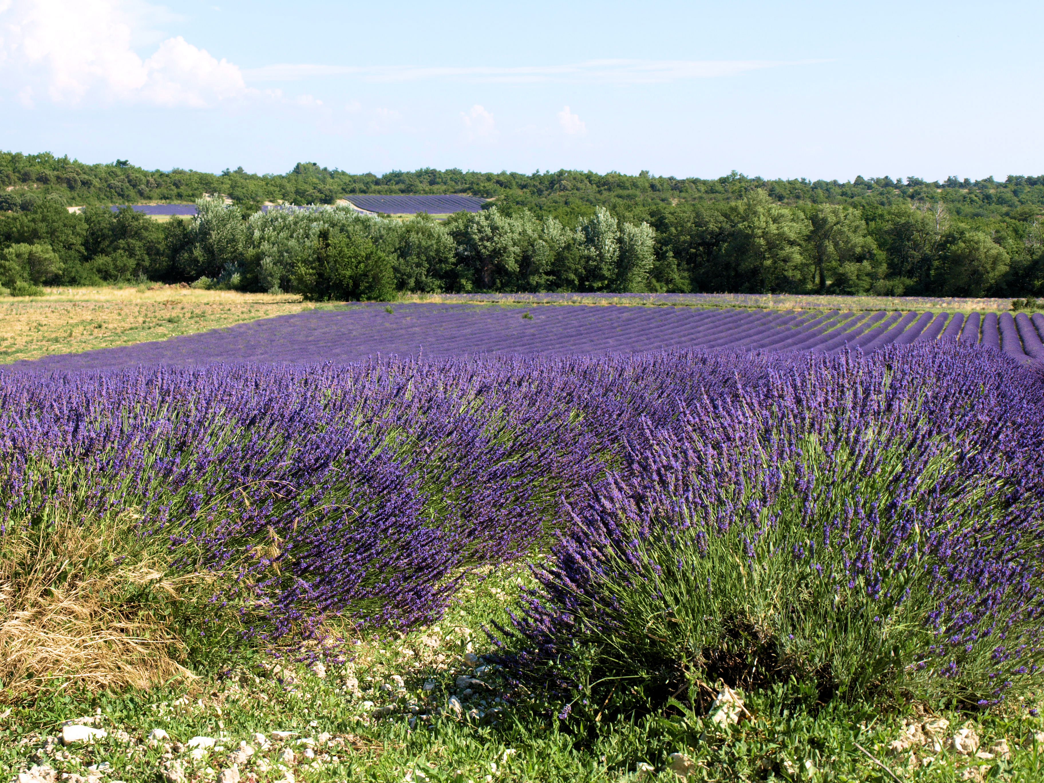 Photo yves leveque
