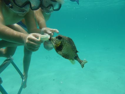 Poisson coffre