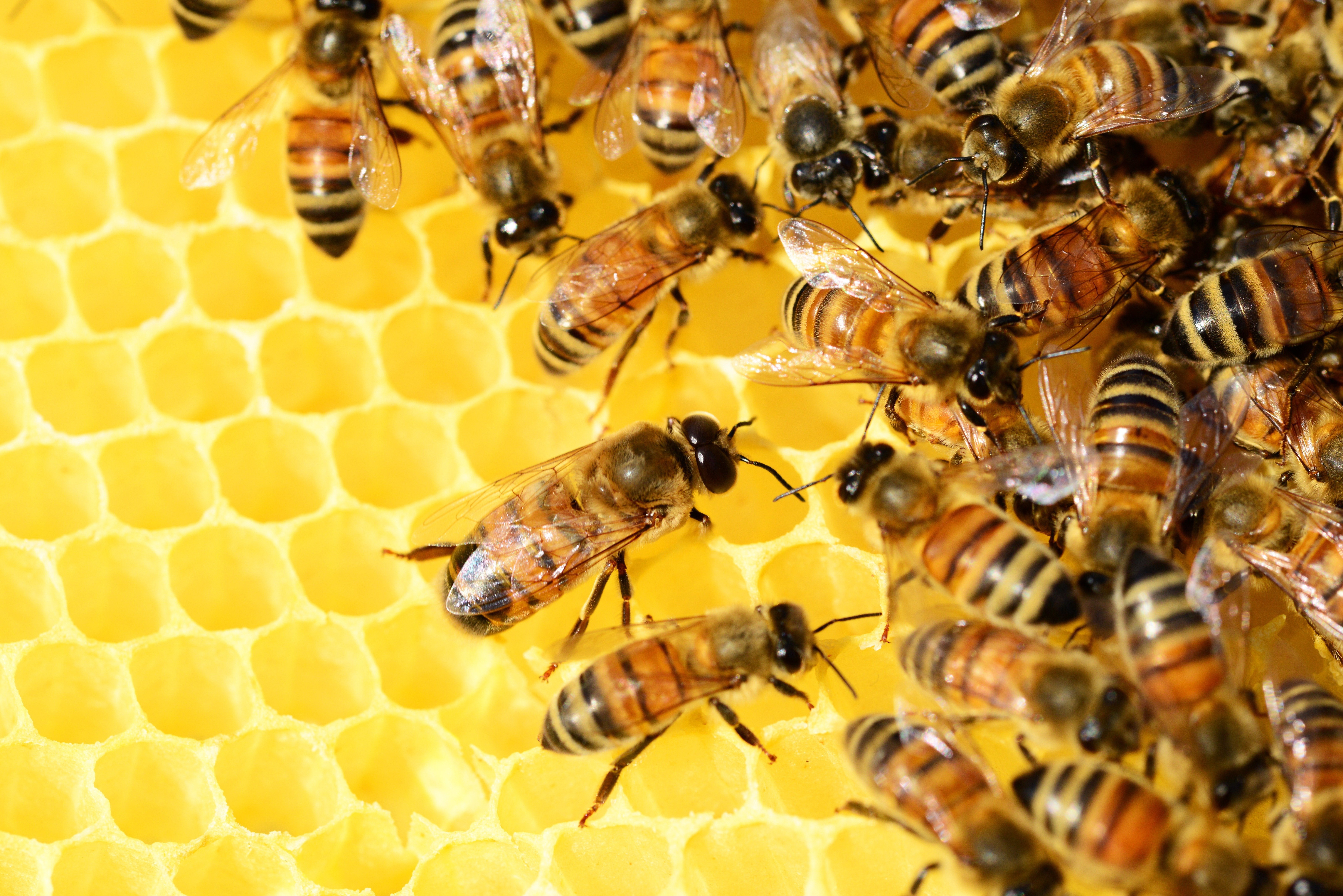 Honey bees 326337