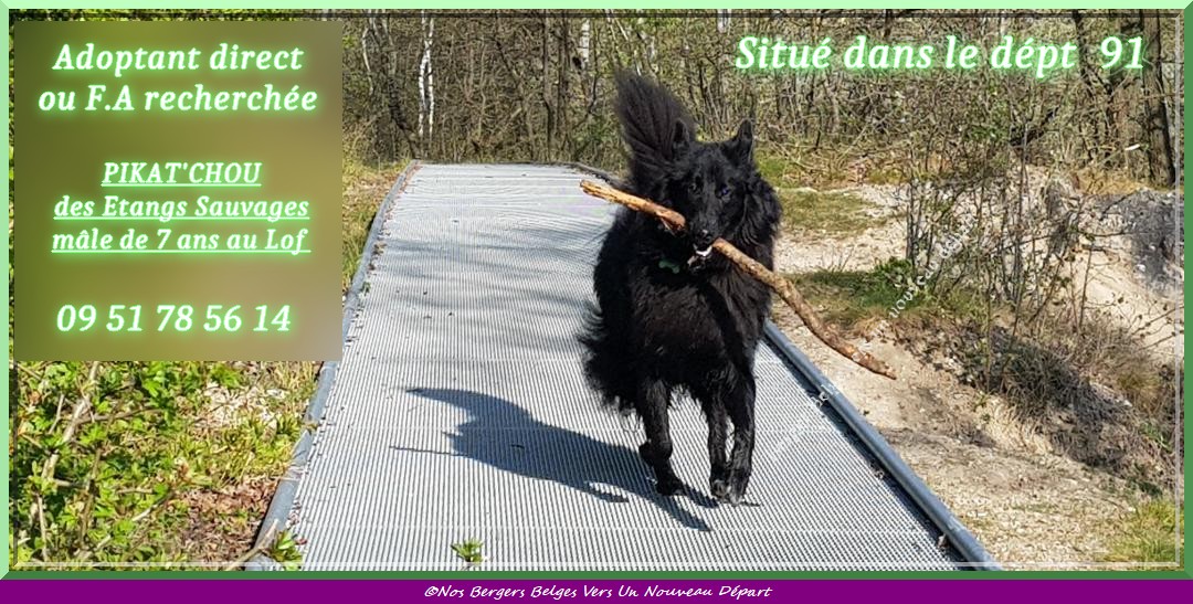 Pikat-chou-des-etangs-sauvages-6-site