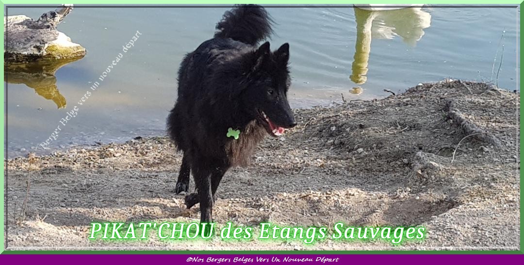Pikat-chou-des-etangs-sauvages-5