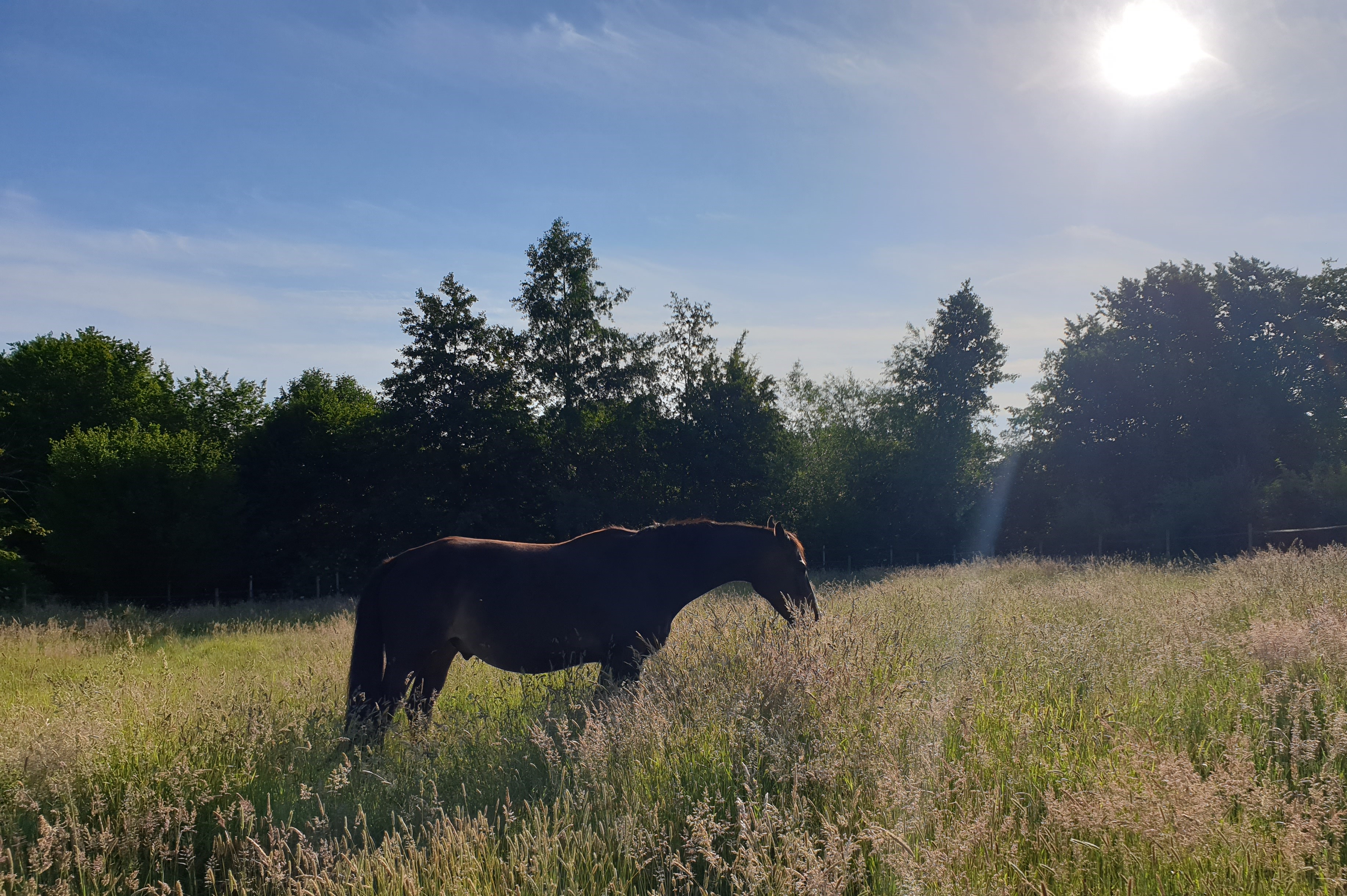 Zone-herbage-Belle-photo-aube-Copie