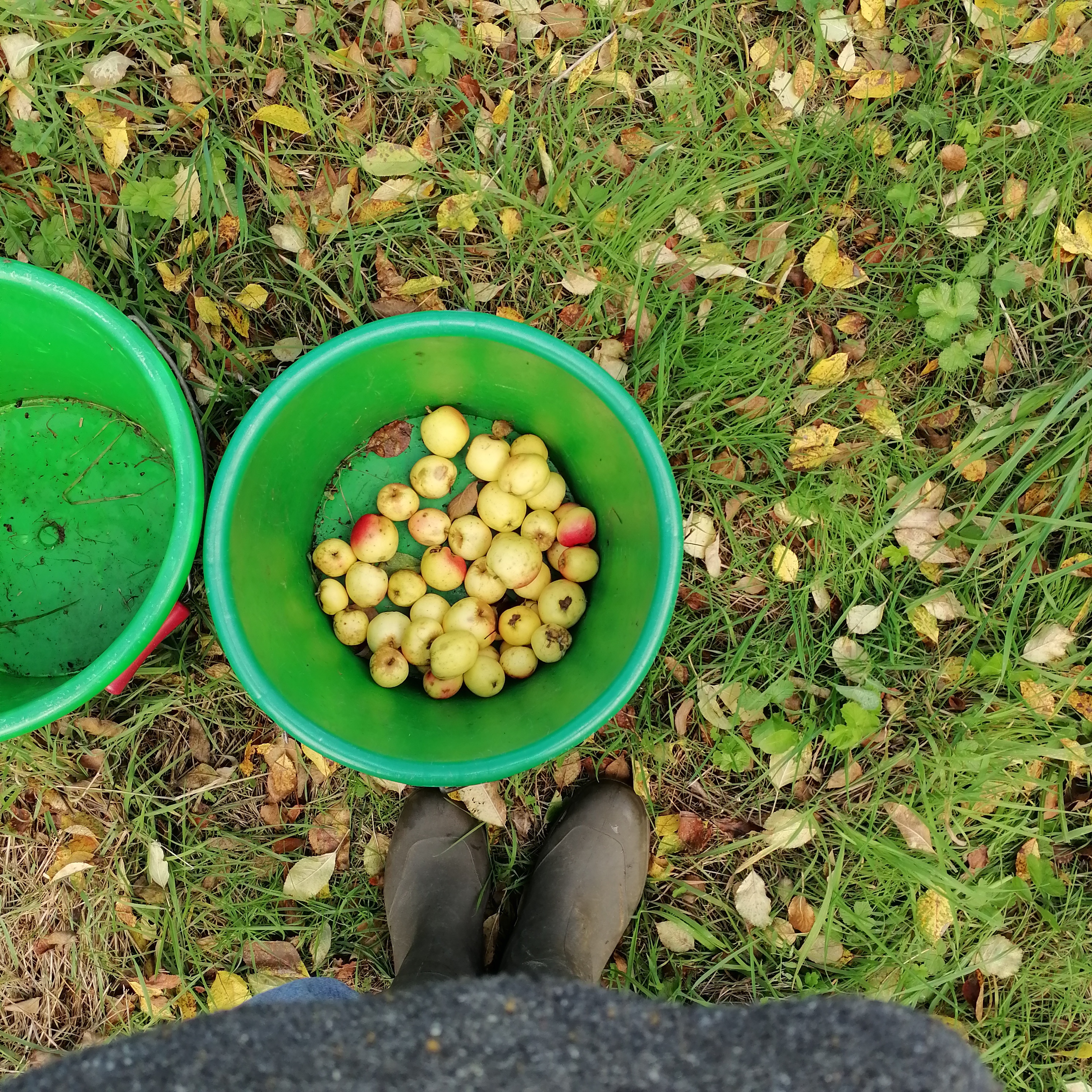 Apprendre à faire du jus de pomme. Les pommes bio sont récoltées à la main. Les enfants apprennent à faire du jus de pomme. Atelier sur le goût pour les classes vertes