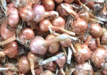 Echalottes