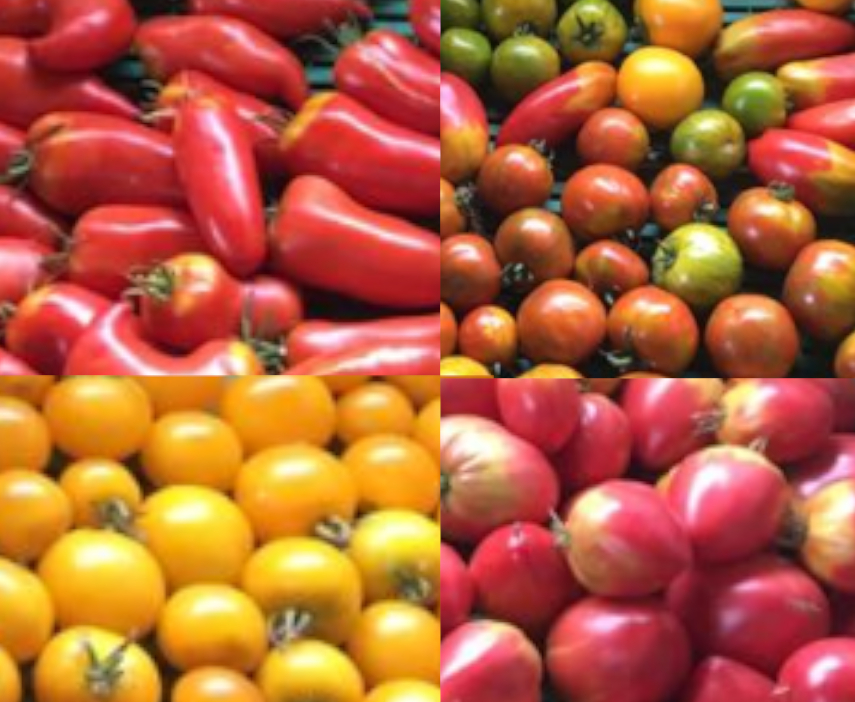 Tomates anciennes